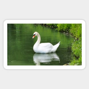 Mute Swan Swimming In A Pond Sticker